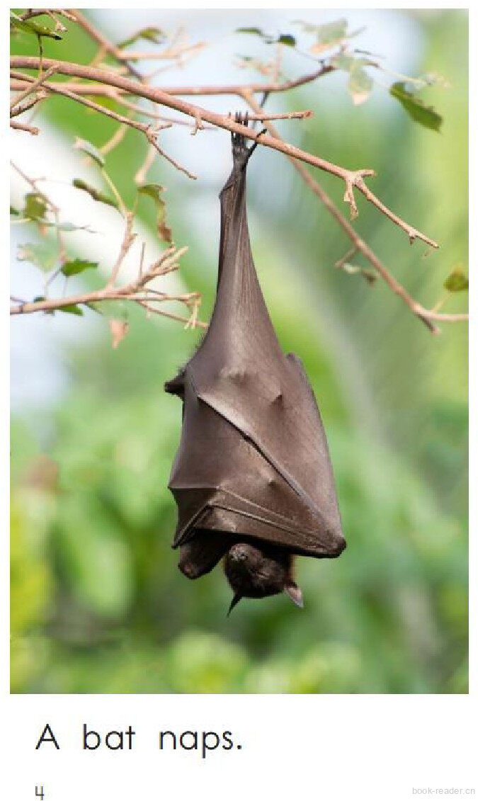Animals Nap绘本故事第4页