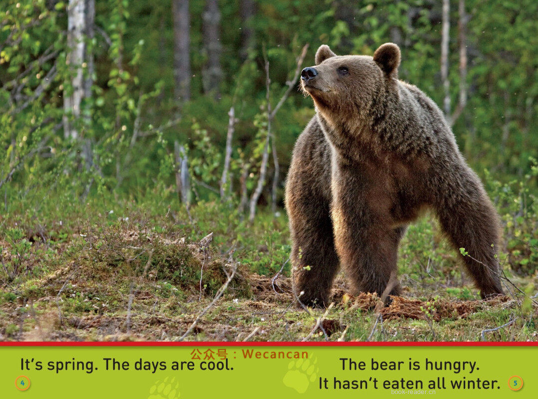 Sleep Bear绘本故事第4页