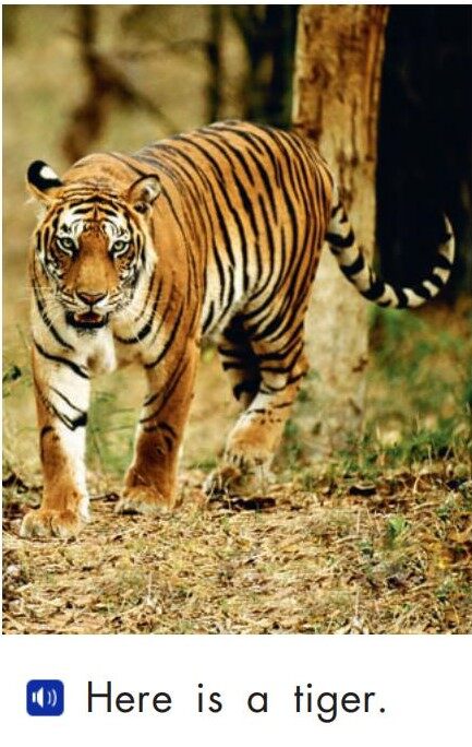 Wild animals绘本故事第3页