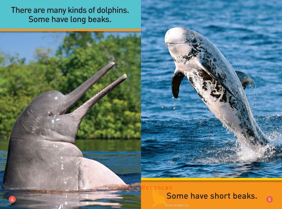 Dive Dolphin绘本故事第4页