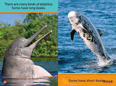Dive Dolphin绘本故事第4页