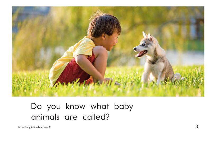 More Baby Animals绘本故事第3页