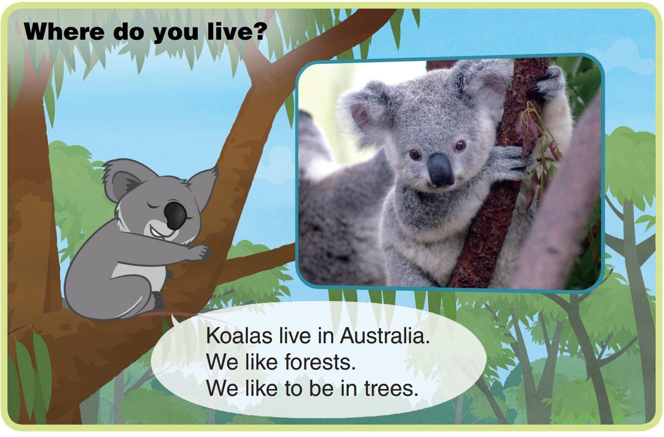 Koala绘本故事第4页