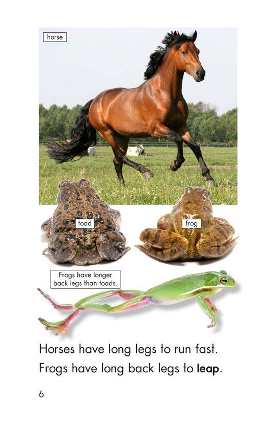 Legs,Wings,Fins,and Flippers绘本故事第5页