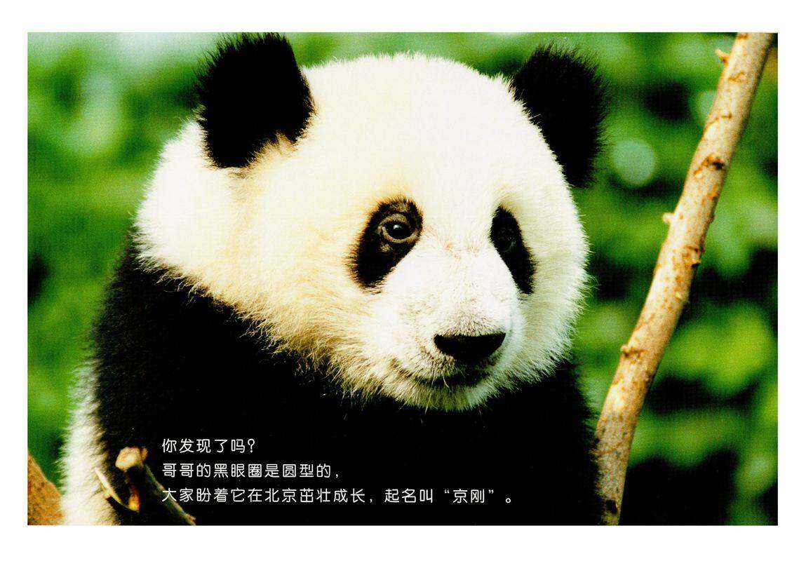 亲子绘本 你好！熊猫兄弟绘本故事第4页
