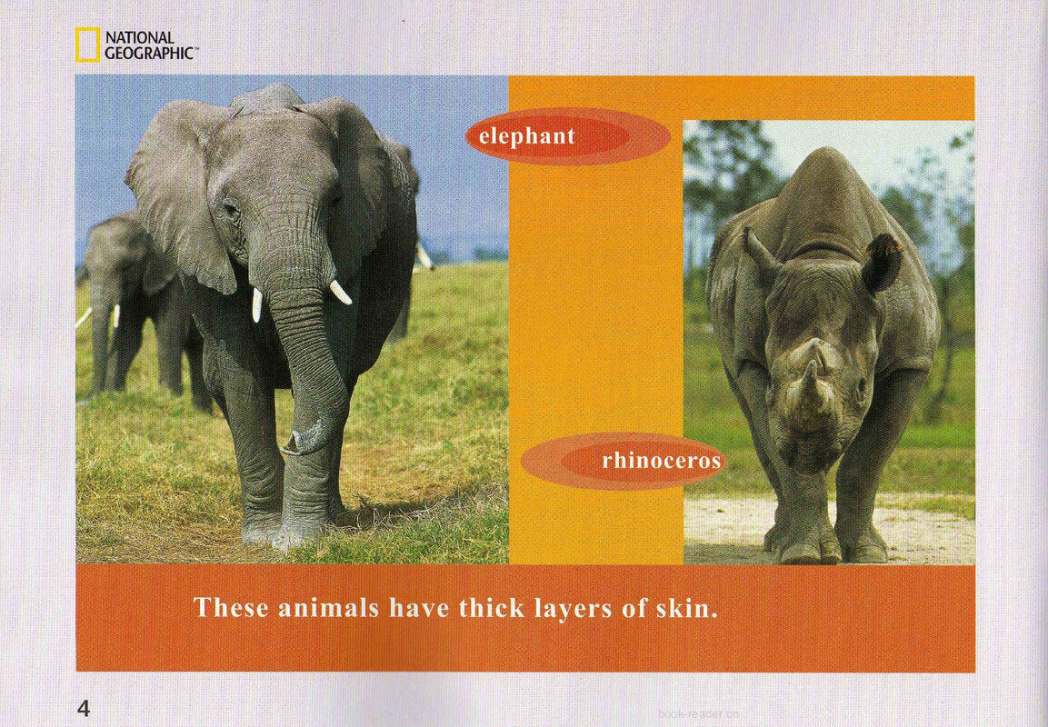 Animal Armor绘本故事第5页