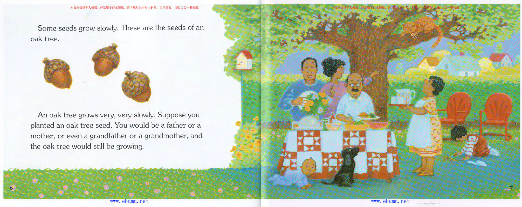 How a Seed Grows绘本故事第5页
