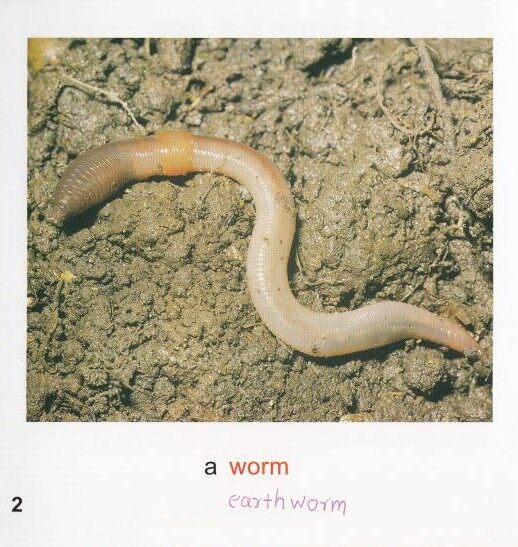 Minibeasts绘本故事第3页