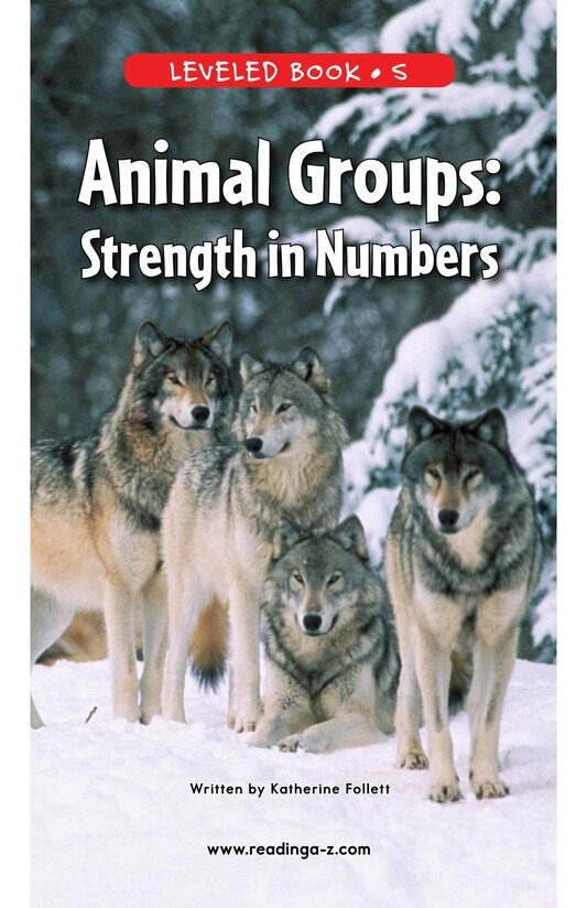 Animal Groups Strength in Numbers绘本故事第2页