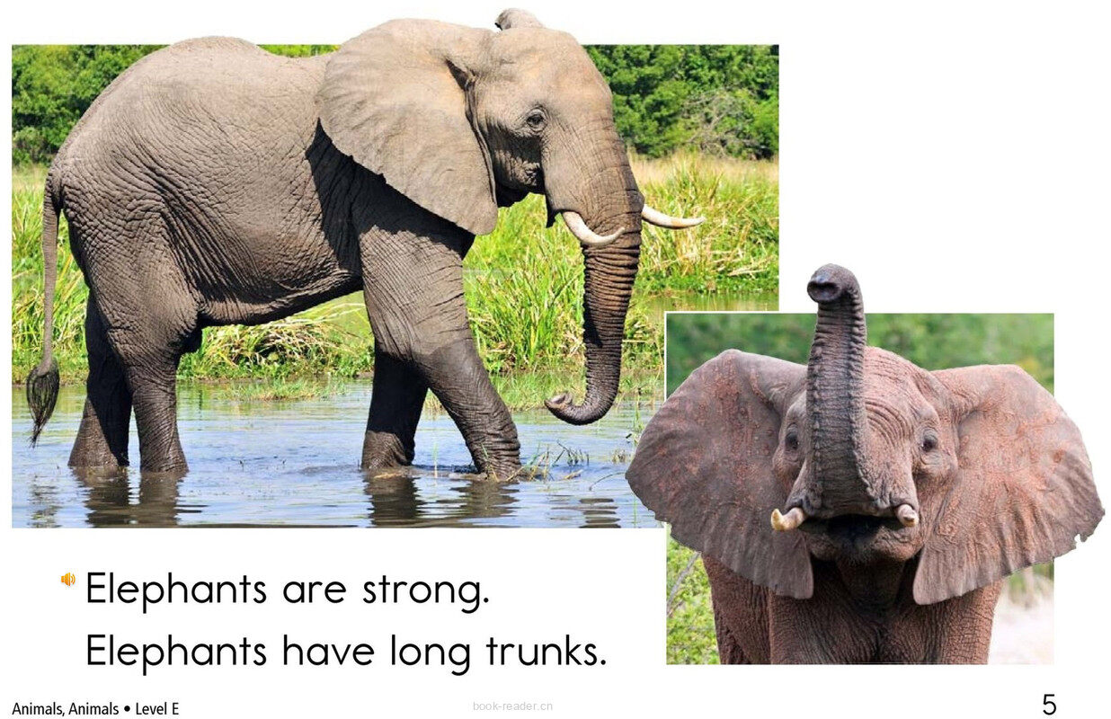 Animals,Animals	绘本故事第5页