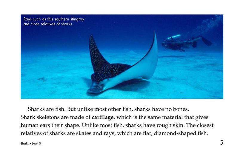 Sharks绘本故事第4页