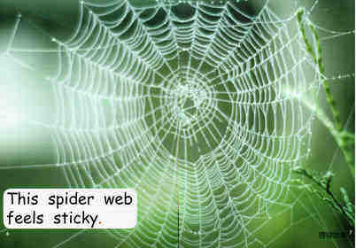 what feels sticky？绘本故事第5页