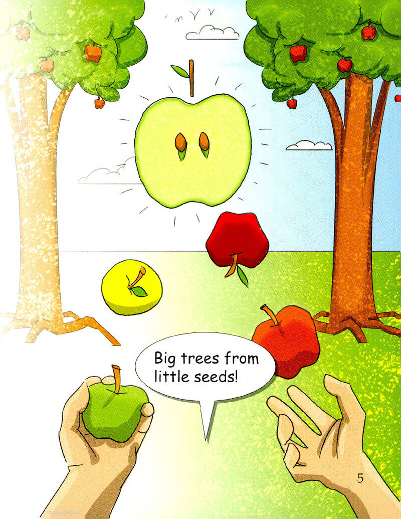 One Little Seed, One Big Tree绘本故事第3页