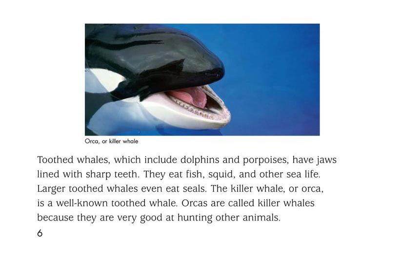 Whales绘本故事第5页