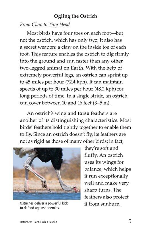 Ostriches Giant Birds绘本故事第4页