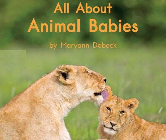 All about animal babies绘本故事第2页