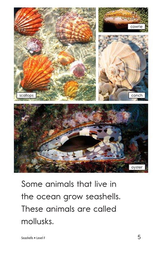 Seashells绘本故事第5页
