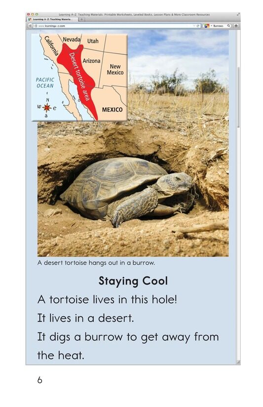 What Lives in This Hole绘本故事第5页