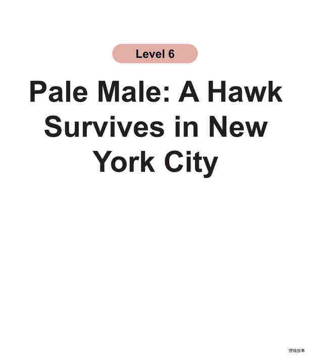 Pale Male：A Hawk Survives in New York City绘本故事第2页