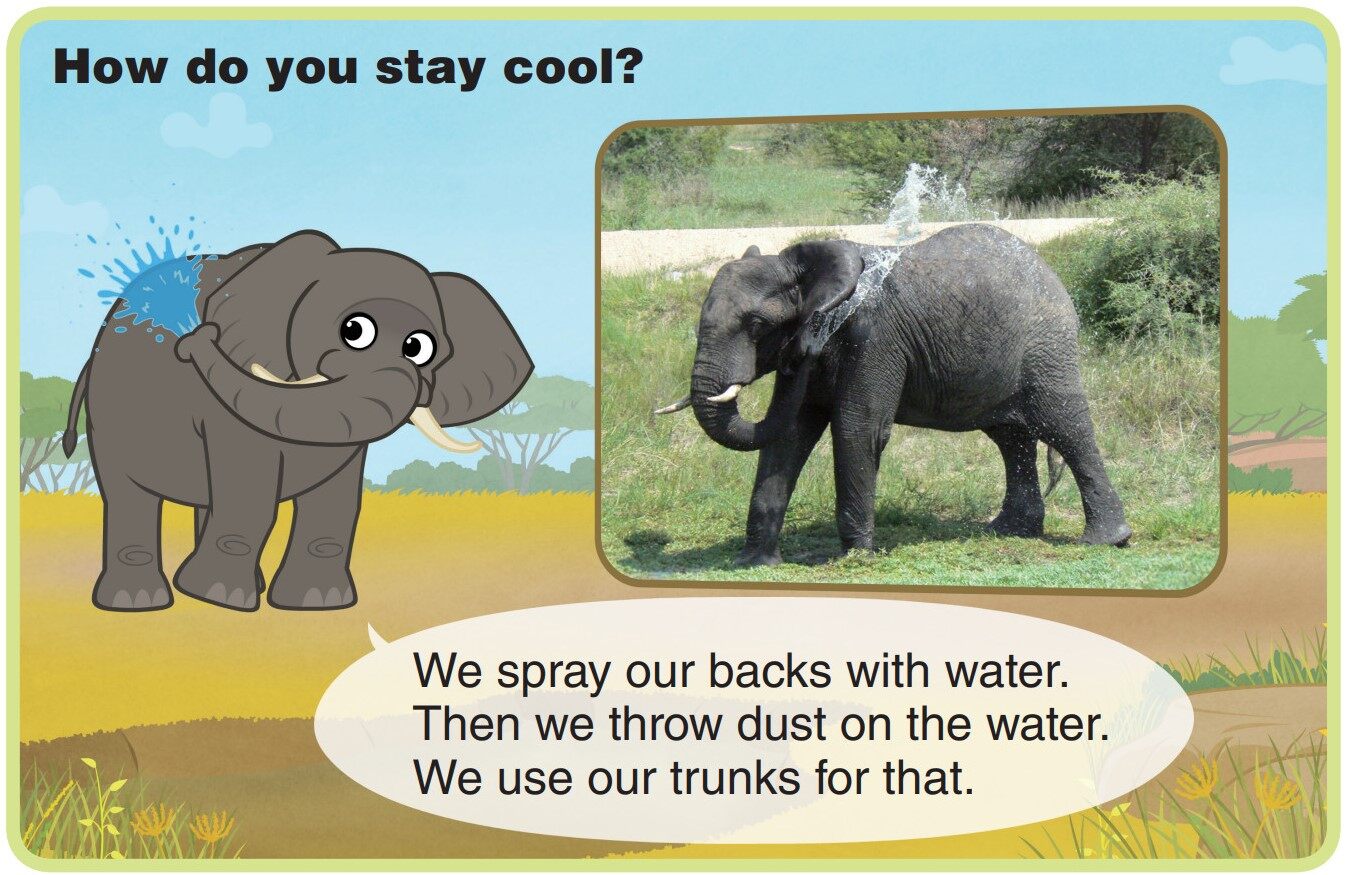 African Elephant绘本故事第5页