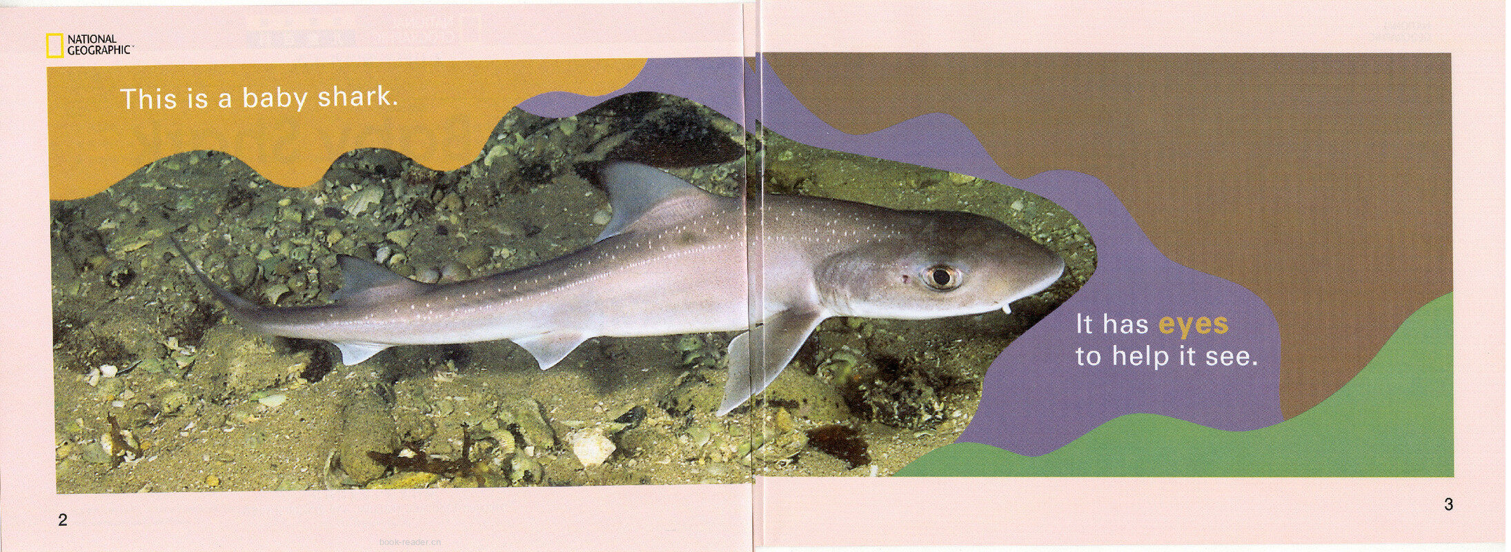 The Baby Shark绘本故事第3页