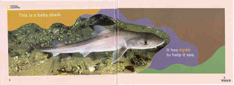 The Baby Shark绘本故事第3页