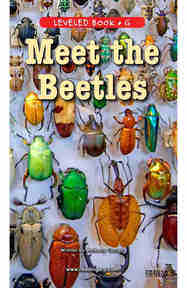 Meet the Beetles