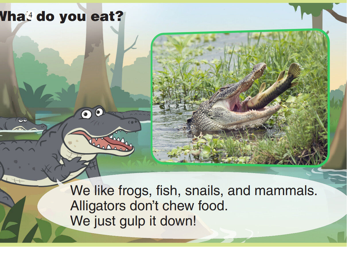 American Alligator绘本故事第5页