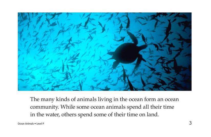 Ocean Animals绘本故事第3页