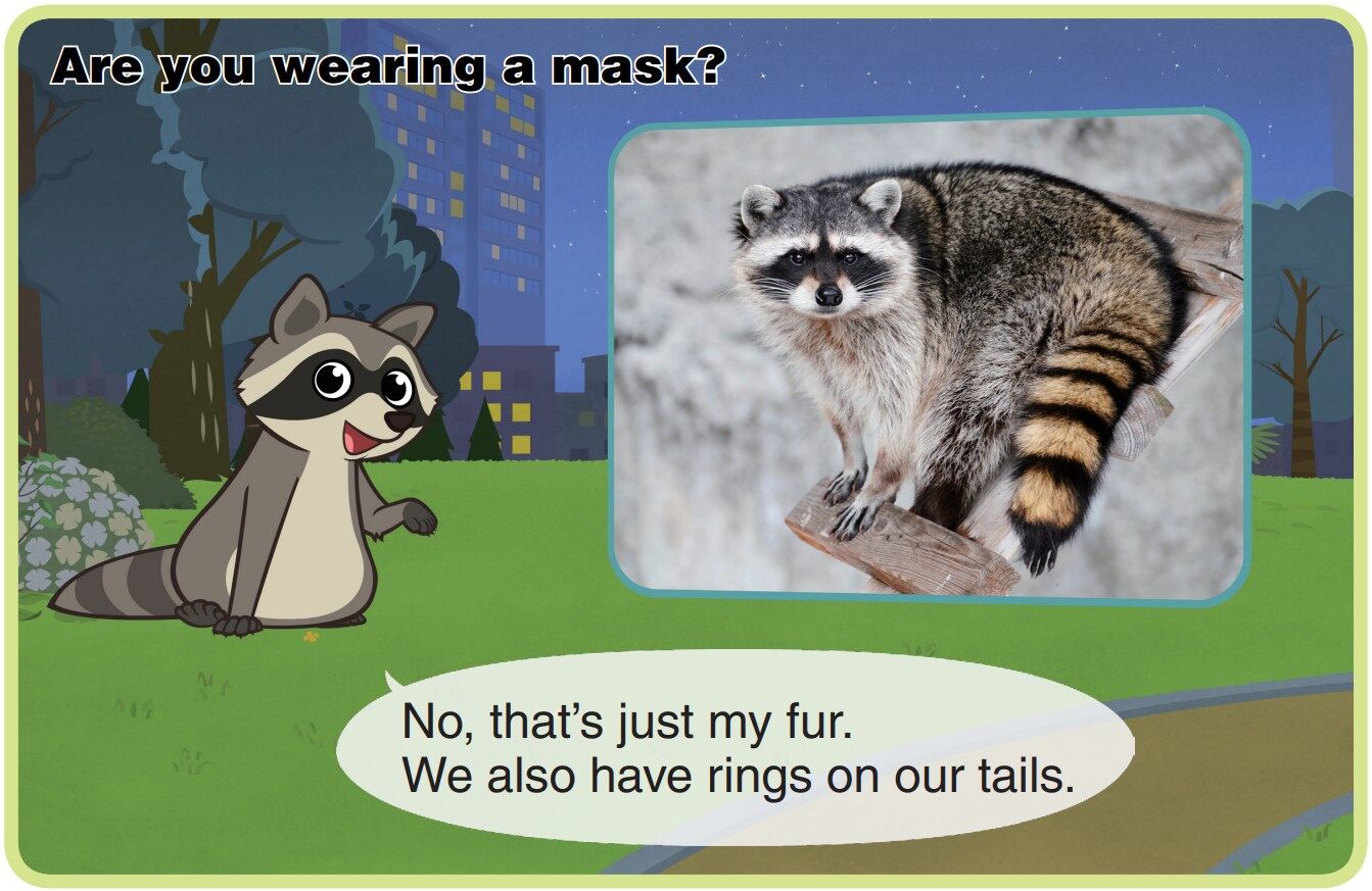 Raccoon绘本故事第5页