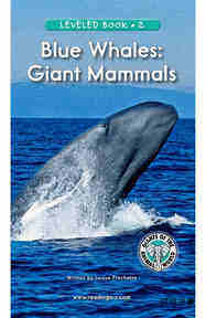 Blue Whales Giant Mammals