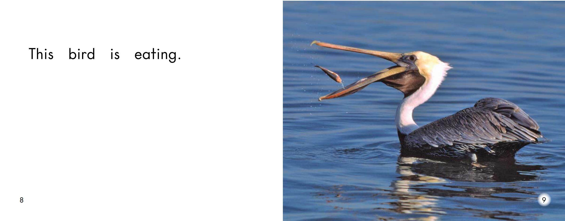 Birds绘本故事第5页