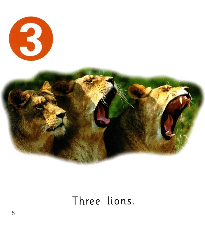 How Many Animals绘本故事第5页