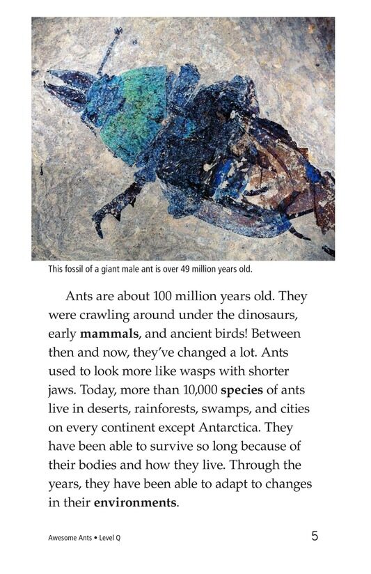 Awesome Ants绘本故事第4页