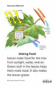 Why Do Leaves Change Color绘本故事第4页