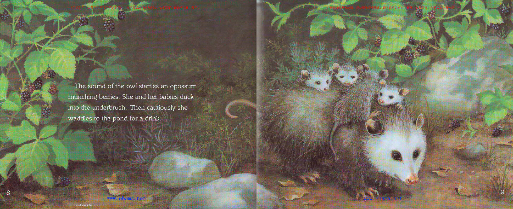 Where Are the Night Animals绘本故事第5页