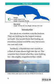 Blue Whales Giant Mammals绘本故事第3页