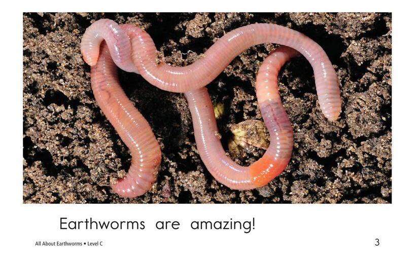 All About Earthworms绘本故事第3页