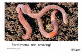 All About Earthworms绘本故事第3页