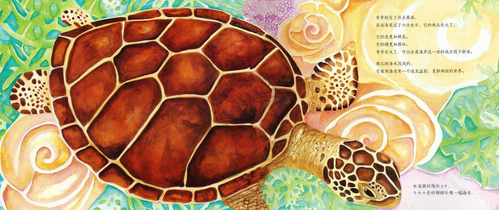 动物成长故事绘本：海龟奇奇成长记绘本故事第4页