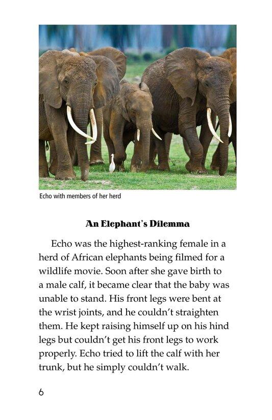 Animals Feel Emotions绘本故事第5页