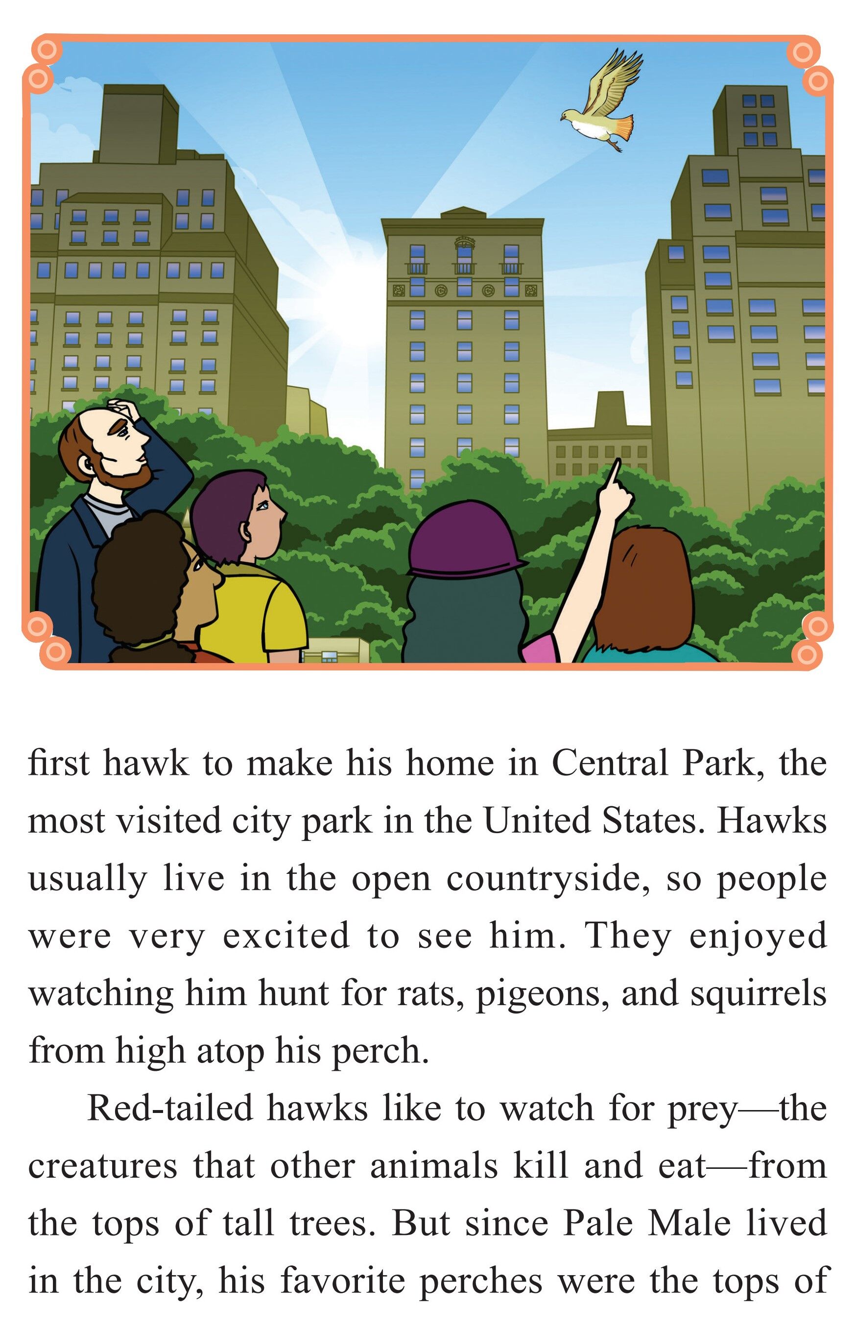 Pale Male：A Hawk Survives in New York City绘本故事第4页