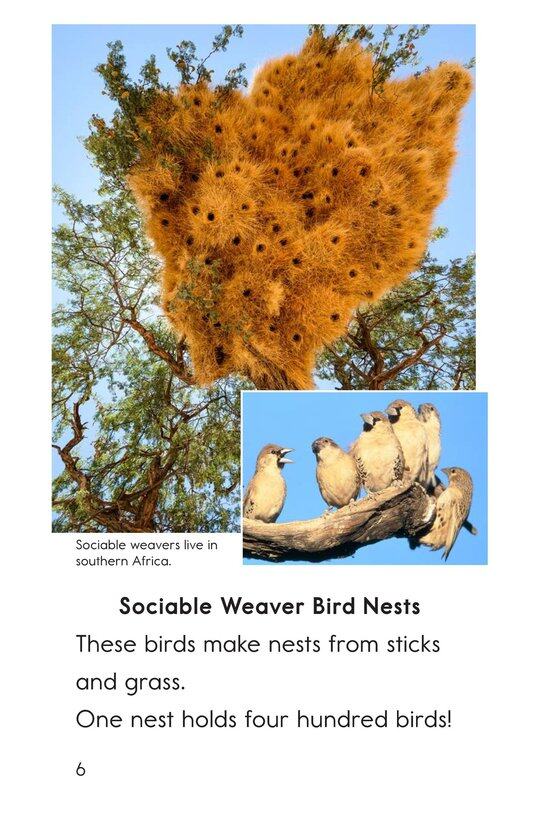 What Built This绘本故事第5页