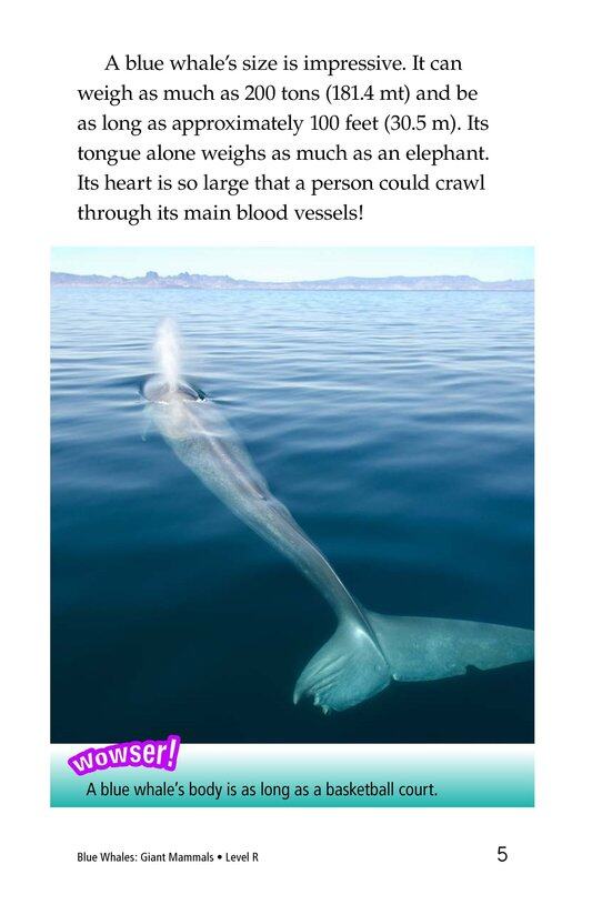 Blue Whales Giant Mammals绘本故事第4页