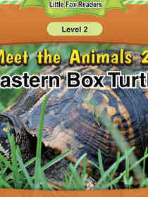 Eastern Box Turtle