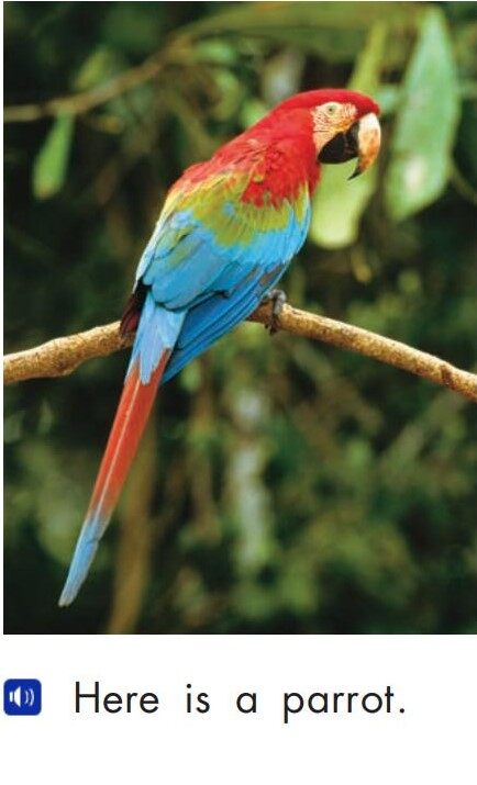 Wild animals绘本故事第5页