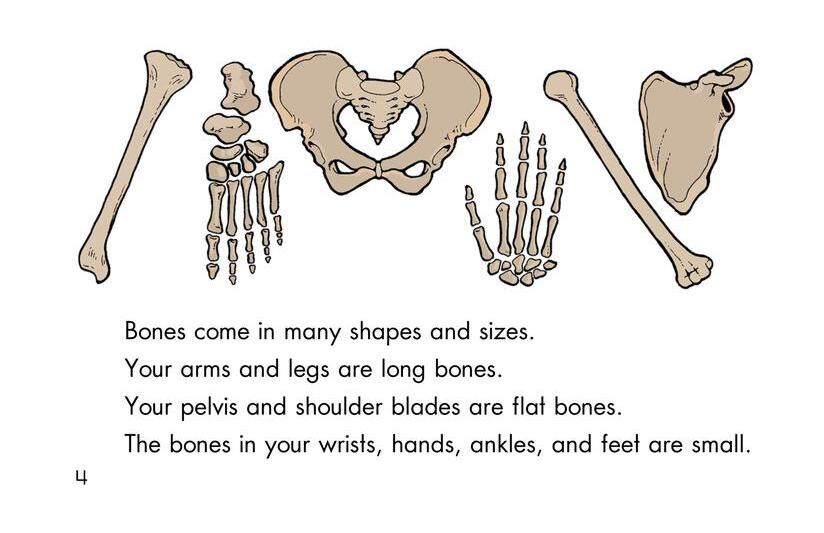 Animal Skeletons绘本故事第4页
