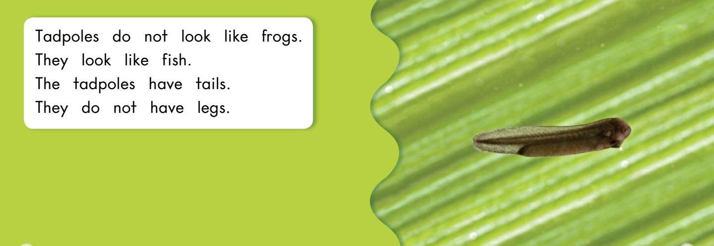 How frogs grow绘本故事第5页