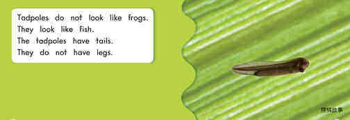 How frogs grow绘本故事第5页