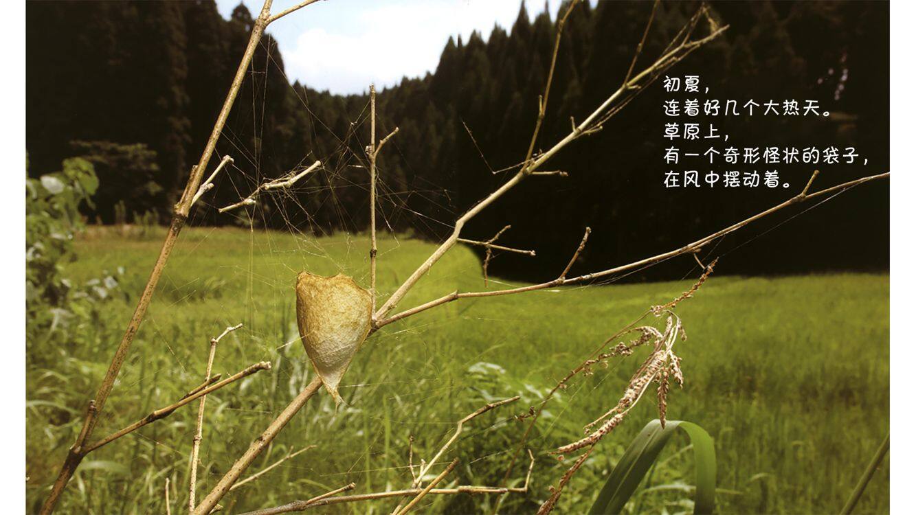 诞生了！蜘蛛绘本故事第3页